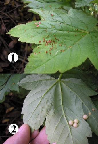 Réf. 256 562 : Aceria macrorhyncha